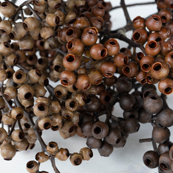 Dried Eucalyptus Pods