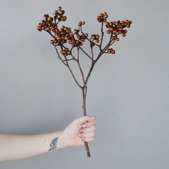 Dried Eucalyptus Pods
