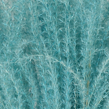 Light Blue Dried Eulalia Grass