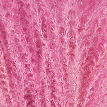 Pink Dried Eulalia Grass