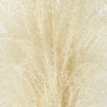 White Dried Eulalia Grass