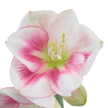 Bicolor Pink Amaryllis Flower