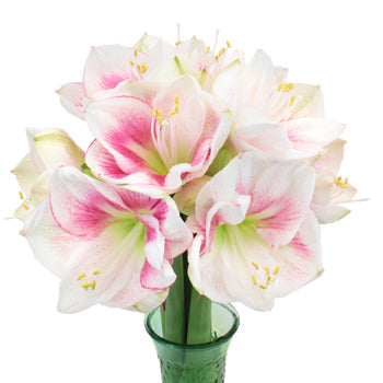 Bicolor Pink Amaryllis Flower