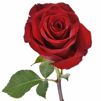 Explore the World Red Rose