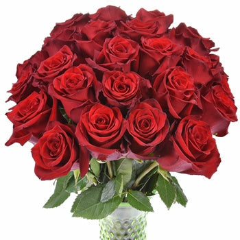 Explore the World Red Rose