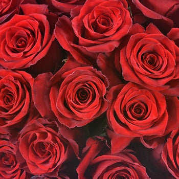 Explore the World Red Rose