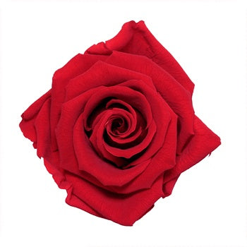 Preserved Frank Red Rose