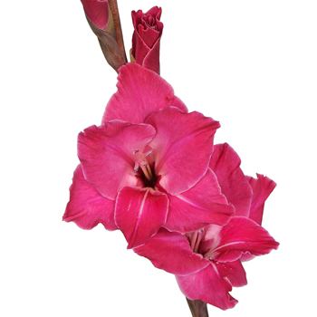 Gladiolus Hot Pink Flower