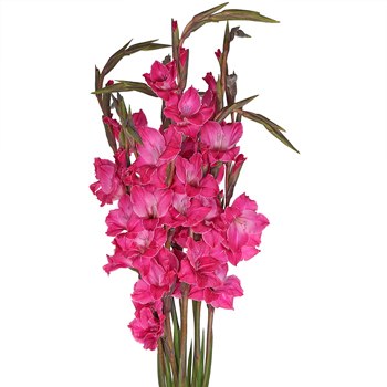 Gladiolus Hot Pink Flower