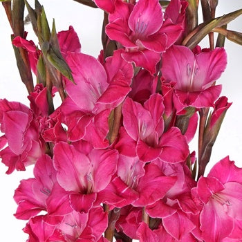 Gladiolus Hot Pink Flower
