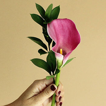 Save the Calla Lily Growers