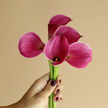 Pink Persuasion Calla Lily Pink Flower