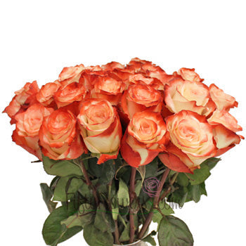 Farfalla Cherries and Cream Rose