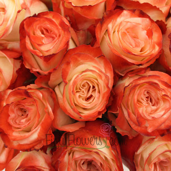 Farfalla Cherries and Cream Rose