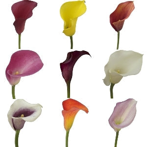 Calla Lily Farm Mix Flower