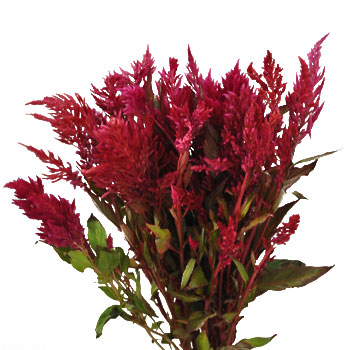 Raspberry Burgundy Feather Celosia