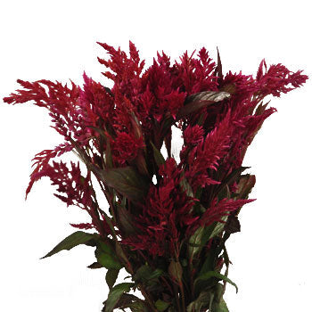 Raspberry Burgundy Feather Celosia