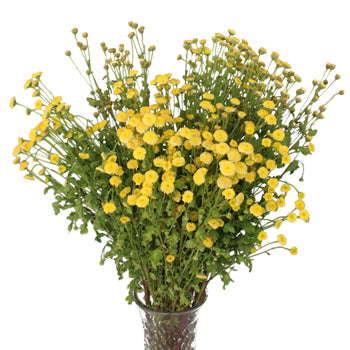Yellow Button Feverfew - November to April