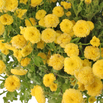Yellow Button Feverfew - May to October