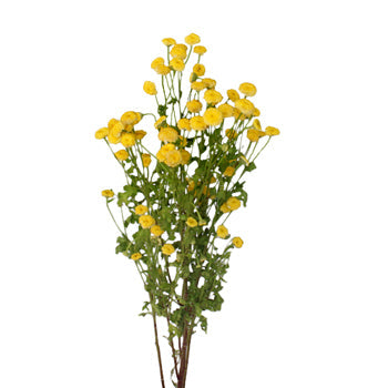 Yellow Button Feverfew - May to October
