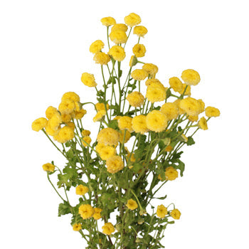 Yellow Button Feverfew - November to April