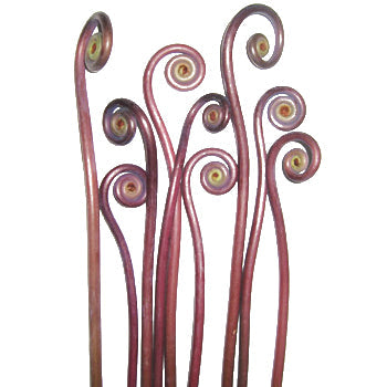 Wedding greenery fiddlehead fern filler flowers sold near me