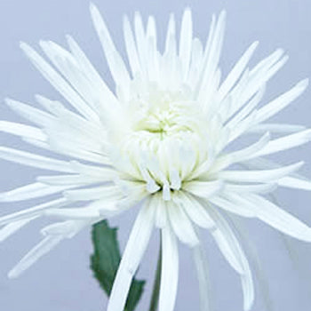 Super White Spider Mum Flower DeliStar