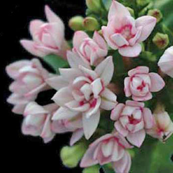 Bouvardia Light Pink Flower