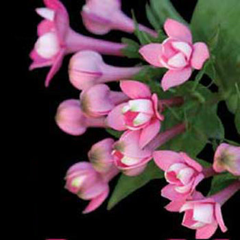 Hot Pink Bouvardia Flower