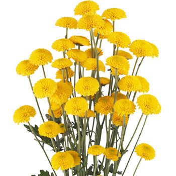 Golden Yellow Button Flower