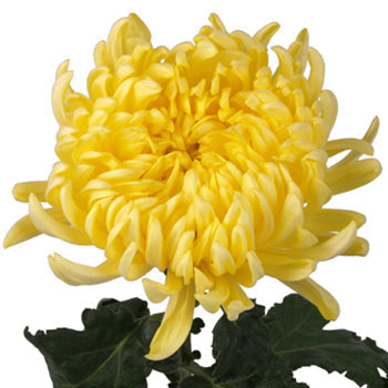 Yellow Football Mum Flower
