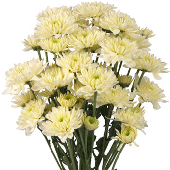 Creamy White Dahlia Style Cremon Flower
