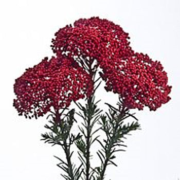 Red Rice Flower