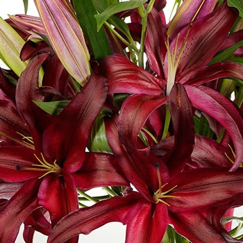 Cabernet Red Oriental Lily