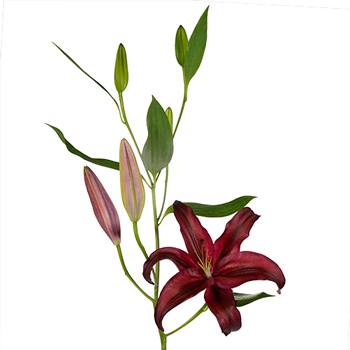 Cabernet Red Oriental Lily