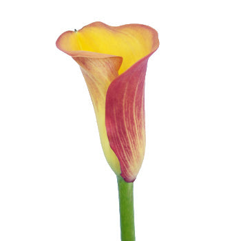 Pot of Gold Yellow Mini Calla Lily