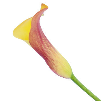 Pot of Gold Yellow Mini Calla Lily