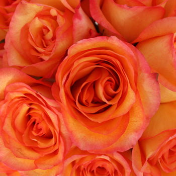 Flaming Encanto Rose