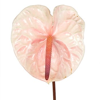Anthurium Summer Crush Blush Tropical Flower