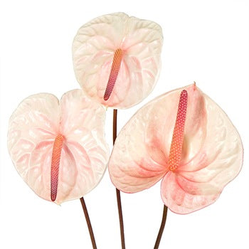 Anthurium Summer Crush Blush Tropical Flower