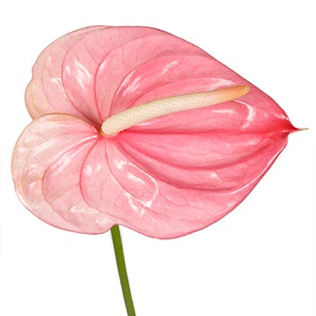 Anthurium Pink Tropical Flower