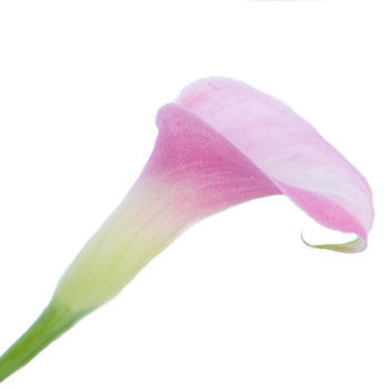 Pink Calla Lily Flower