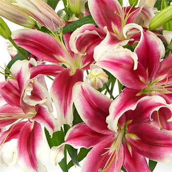 Flashy Hot Pink Oriental Lily