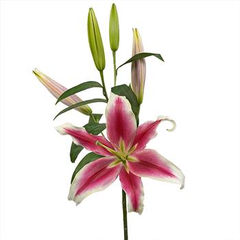 Flashy Hot Pink Oriental Lily