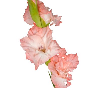 Gladiolus Salmon Pink Flower