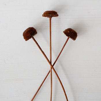 Dried Chocolate Truffle Buttons