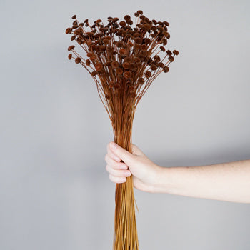 Dried Chocolate Truffle Buttons