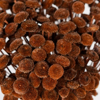 Dried Chocolate Truffle Buttons