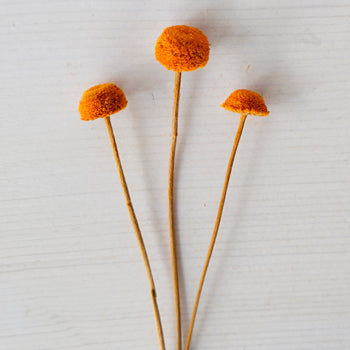 Dried Burnt Orange Floral Buttons