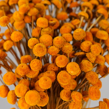 Dried Burnt Orange Floral Buttons